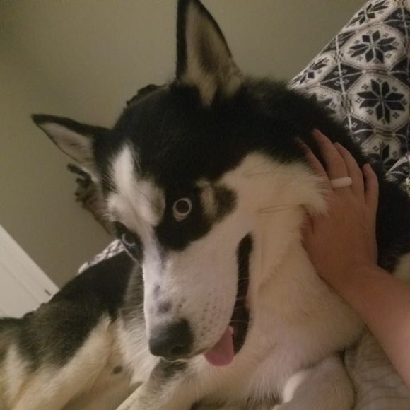 Meet your Posher, Bridgette - Picture 1 of 1